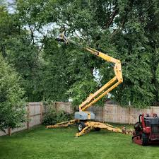 Reliable Lavonia, GA Tree Care Solutions