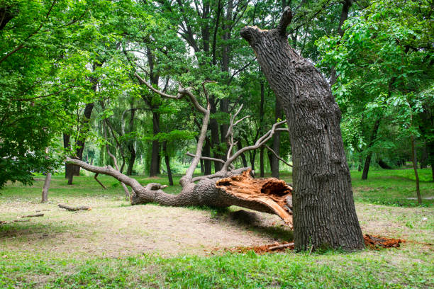 Best Storm Damage Tree Cleanup  in Lavonia, GA